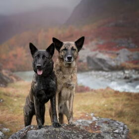 Hondenfoto van Dutchshepherdteam 