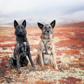 Hondenfoto van Dutchshepherdteam 