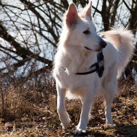 Hondenfoto van Hetty & Skipper