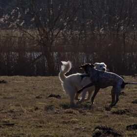 Hondenfoto van Hetty & Skipper