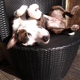 Haico die van de eerste zonnestralen aan het genieten is :-)…