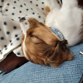 Hondenfoto van Karin, Lucky*, Duke* en Buddy