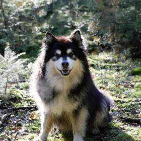 Hondenfoto van Joyce -Rover & Saga