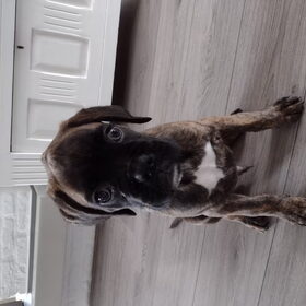 Sinds een paar weken een nieuw boxervriendje erbij, Bandhu!