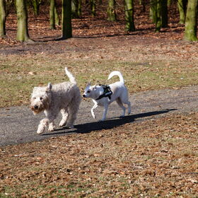 Hondenfoto van Hetty & Skipper