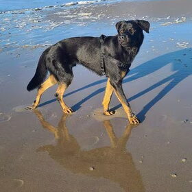 Hondenfoto van Heavenly en de hond King (En Marvey en Ginny)