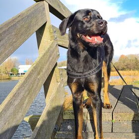 Hondenfoto van Heavenly en de hond King (En Marvey en Ginny)