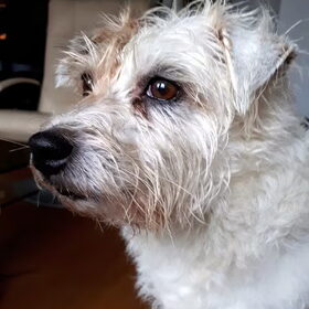Hondenfoto van Thara 