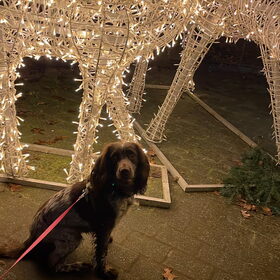 Hondenfoto van chay & dolci