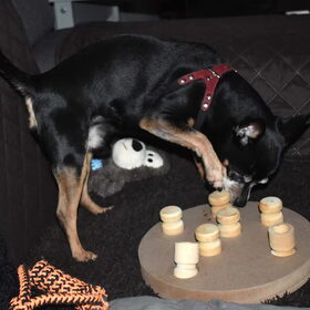Balou vind het leuk.
