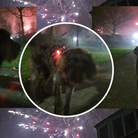 Tess kijkt naar het vuurwerk... Ze is er niet bang van!