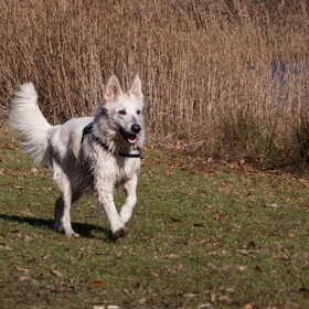 Hondenfoto van Hetty & Skipper