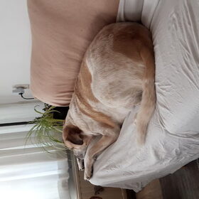 Hondenfoto van Annelies met  Sem