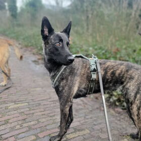Hondenfoto van Dutchshepherdteam 