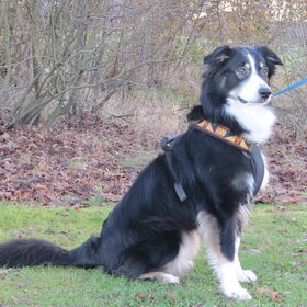Ginger, tijdens het wandelen