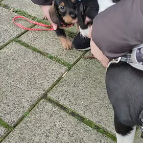 Hondenfoto van Nadia & Mila
