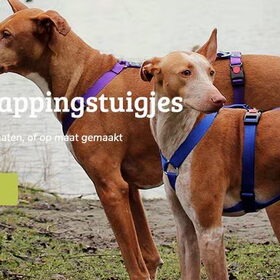 Hondenfoto van Dutchshepherdteam 