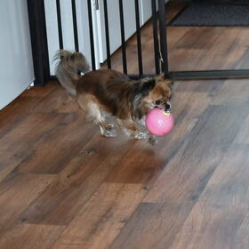 Spelen met de bal.