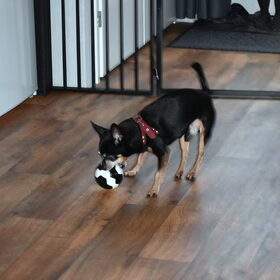 Ook al word Balou een dagje ouder, hij speelt nog wel.