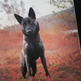 Hondenfoto van Dutchshepherdteam 