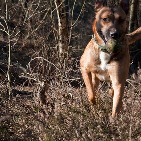 Hondenfoto van Hetty & Skipper