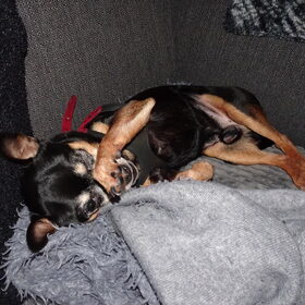 Balou met zijn pootje rond zijn snuit.