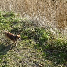 Lotus tijdens een wandeling.