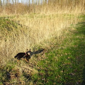 Balou genietend van het zonnetje.
