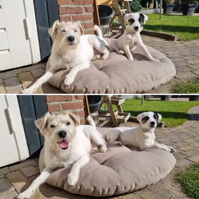 Hondenfoto van Fudge, Chunky, Maylo † & Ziko † en baasje Laura 