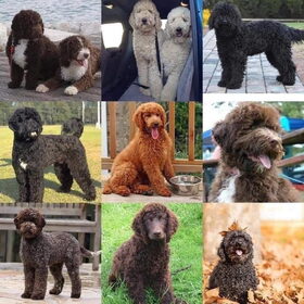 Hondenfoto van Dutchshepherdteam 