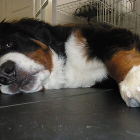 Hondenfoto van Constance R.I.P. Beau 