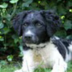 Hondenfoto van Maartje, Kuba en Wette en Nibbit