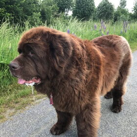 Hondenfoto van Willemijn - baasje van Vika .           Bams  en Ogin   ¥ .