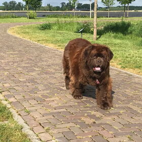 Hondenfoto van Willemijn - baasje van Vika .           Bams  en Ogin   ¥ .