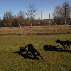 Wandeling 07/03/10; Chicky, Tyson, Falkor, Joy & Erik doet ook…