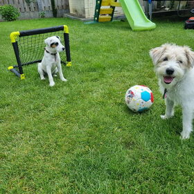 Hondenfoto van Fudge, Chunky, Maylo † & Ziko † en baasje Laura 