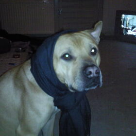 Chico verkleden :P