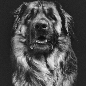 Hondenfoto van M o r r i s