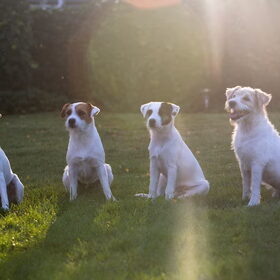 Hondenfoto van Fudge, Chunky, Maylo † & Ziko † en baasje Laura 