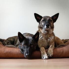 Hondenfoto van Dutchshepherdteam 