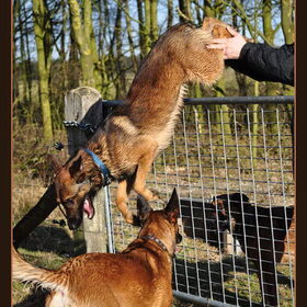 Hondenfoto van De Mecheltjes clan