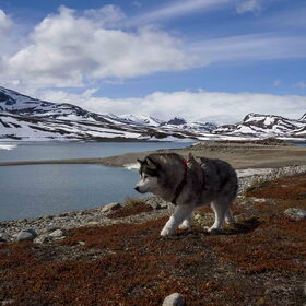 Hondenfoto van Alaska's Finest!