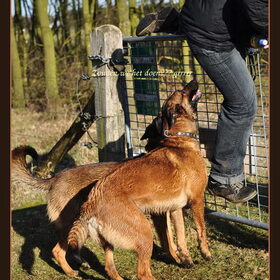 Hondenfoto van De Mecheltjes clan