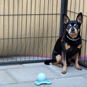 Balou in de ren hier zitten de honden in tot het te warm word…