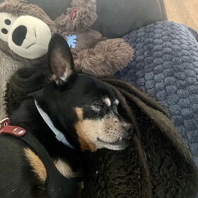 Slapende Balou.