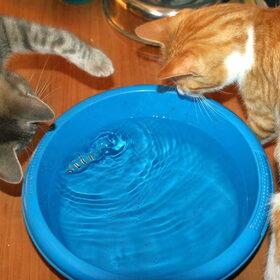 Spelende Nemo en Lucky.