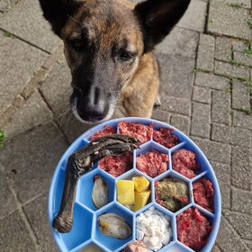 Hondenfoto van Dutchshepherdteam 