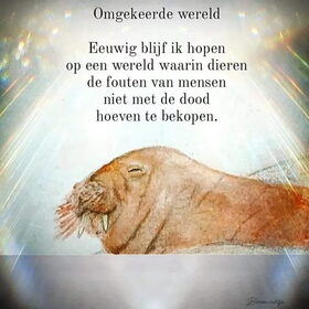 Hondenfoto van chay & dolci