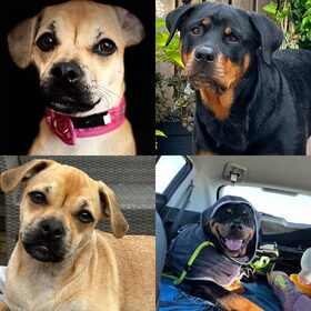 Wij zijn Sky en Loysa. Sky is een Rottweiler van 5 jaar en Loysa…