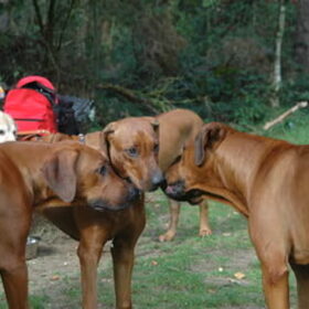 Themba met vader Akimbo en broer Obi.